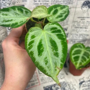 SALE | Baby Anthurium 'Silver Blush' in 5cm pot, Crystallinum, Houseplants - Picture 1 of 7
