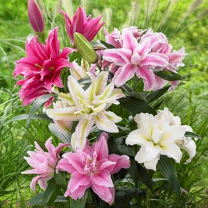 Mix Lily Mixed Large Flower Fragrant Summer Garden Flower seeds - Picture 1 of 4