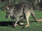 Postcard Australian Kangaroo Mother & Joey Close Up My Ref MDA9