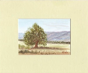 2006 PEPPERCORN TREE SA AU Original watercolour Painting farm paddocks tree hill - Picture 1 of 1