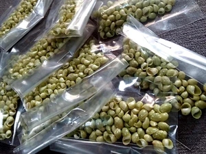 art shells supply 100 pcs Smaragdia Rangiana size 4.5 - 7.5 mm F++/+++/ gem - Picture 1 of 9