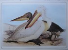 BEAUTIFUL BIRD PRINT ~ DALMATIAN PELICAN ~ EDWARD LEAR 