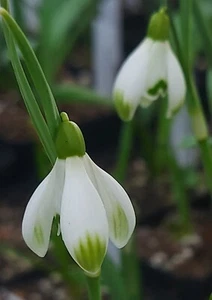 GALANTHUS CABARET STAR -new form PRETTY ROUND FLOWER split spathe FL SZ 7cm pot - Picture 1 of 3