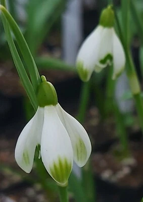 GALANTHUS CABARET STAR -new form PRETTY ROUND FLOWER split spathe FL SZ  7cm pot - Image 1 of 3