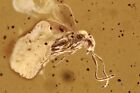 Wasp Apocrita & Thrip Thysanoptera Fossil Inclusion Baltic Amber 240208-66 +Img