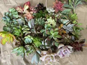 Free Shipping! 40 Cuttings Healthy, Colorful, & Cute Ready to Plant - Picture 1 of 1