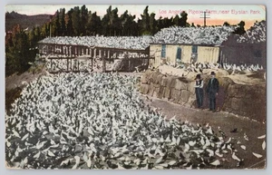 Antigua postal de granja de palomas cerca de Elysian Park cerca de Los Ángeles CA 1911 - Imagen 1 de 2