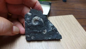 GEOLOGICAL ENTERPRISES Triassic fossil ammonites Ceratites on matrix  Canada - Picture 1 of 5