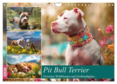 CALVENDO Pit Bull Terrier. Zwischen Wildblumen und Großstadtglanz (Wandkalender 2026 DIN