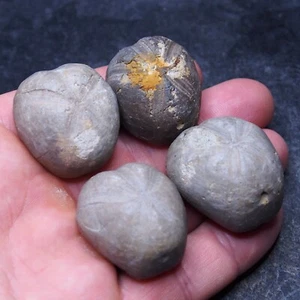 4pcs 33-37mm Echinoid mm Toxaster peroni Fossil Natural Sea Urchin 17 - Picture 1 of 6