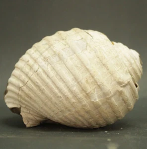 1136Gr EXTREME RARE Natural BULK GASTROPOD  Sea Shell Fossil rough Mollusca - Picture 1 of 11