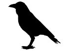 Crow Raven Black Bird Car Window Sticker Witch Halloween Vinyl Decal