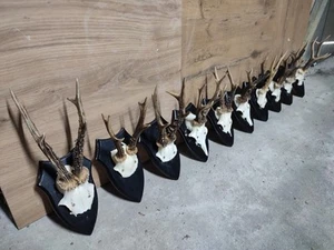 Set 10 Roe Deer Roebuck Deer Skull Antlers Wooden Shields Home Decor Taxidermy - Picture 1 of 2