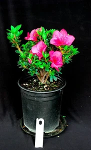 Japanese Satsuki Azalea ' Wild Cherry ' 1 Gallon Flowering Pre-Bonsai Tree - Picture 1 of 2