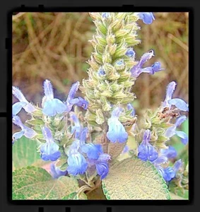 2,000+ CHIA SALVIA HISPANICA SEEDS 🌿 MICROGREENS • ORGANIC • FREE SHIPPING! - Picture 1 of 5