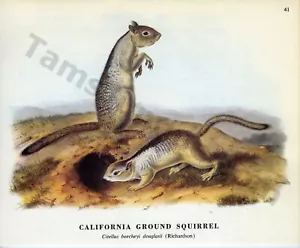 John James & John Woodhouse Audubon 1968 CA GROUND SQUIRREL libro página arte (1426) - Imagen 1 de 1