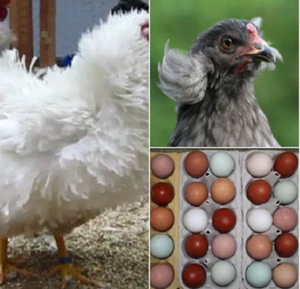 🥚10 Hühner, Bruteier, 8 Rassen Araucana, GaHmong, Maran uvm.... - Bild 1 von 4