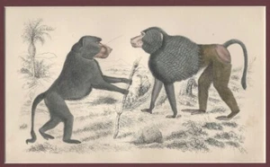 Plato de historia natural inglés del siglo XIX coloreado a mano de primates babuinos - Imagen 1 de 1