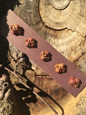 5 x Brown-Red Australian Gumnut Buttons - Handmade Natural Wood - Image 1 of 4
