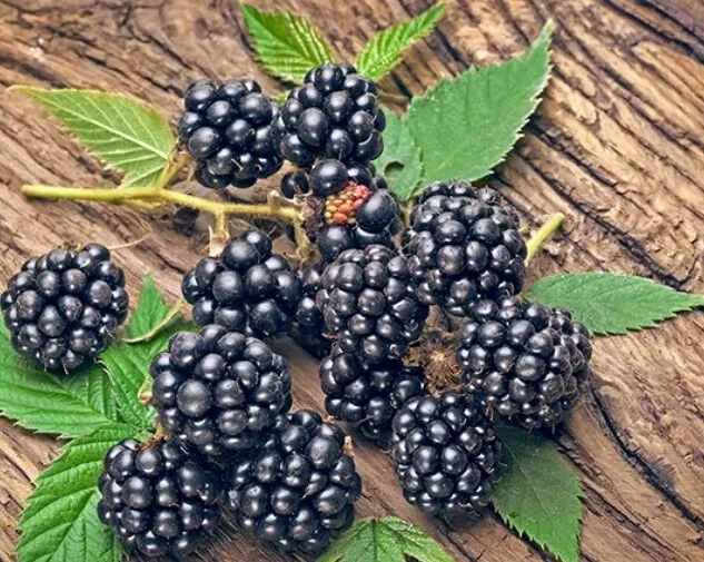 Thornless Blackberry Seeds 10 Organic - Image 1 of 1