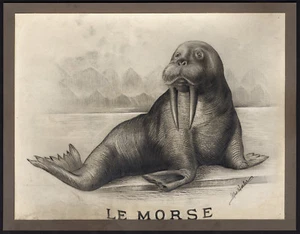 Antique Drawing-MORSE-WALRUS-Wexler-ca. 1930 - Picture 1 of 1