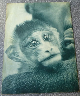 1959 Zeitschrift Tierfreund alt TOP Vintage Magazin Heft Rar gut Umwelt Sammler - Bild 1 von 4