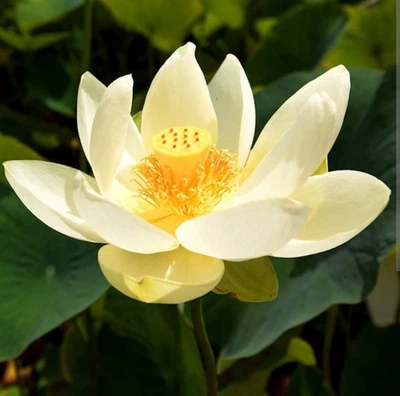 ¡20 semillas de loto americano para cultivar! Nelumbo lutea, ¡nativo de EE. UU.! Resistente al frío  Foto 1 de 4