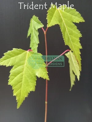 Trident Maple Tree Seedling - Acer buergerianum - 8 to 10 inches - Live Plant - Image 1 of 4