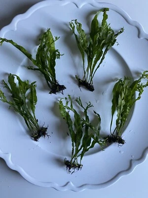 1 Fancy, Lacy Java Fern (Windelov) Unique Live Plant - Can be glued to decor! - Image 1 of 4