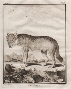 Wolf Rauptier depredador lobos Loup grabado grabado grabado Buffon 1780 - Imagen 1 de 1