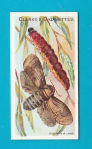 MARIPOSAS Y POLILLAS - TARJETA NO. 1 - Mundial. CLARKE & SON - 1912 - Imagen 1 de 2