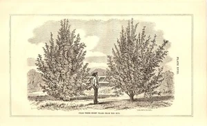 Report of the Commissioner of Agriculture 1869 Pear Trees 8 Years From the Bud - Picture 1 of 1