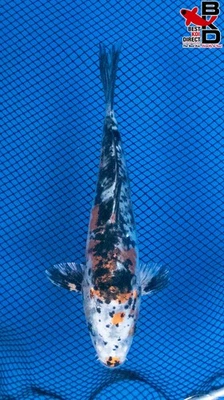 Estanque de jardín de peces koi vivos DOITSU YAMATO NISHIKI 6" 11/3 Foto 1 de 4