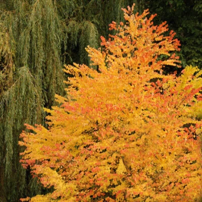 Pack of 3 Toffee Apple 'Cercidiphyllum japonicum Trees' in 9cm pots - Image 1 of 4