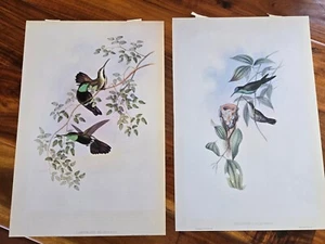 Gould Hummingbirds antique h/c kiehler 2 sided. Make offer - Picture 1 of 2
