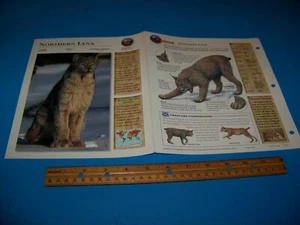 Northern Lynx Photo / Information Page Wildlife Explorer 1998 - Picture 1 of 3