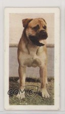 1961 Horniman's Dogs Tea Bull Mastiff #30 1u6