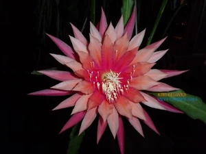 Epiphyllum Orchid Cactus " KIWI BELOVED  " Cutting - Picture 1 of 2