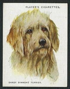DANDIE DINMONT TERRIER PLAYERS 2nd SERIES DOG HEADS 1928 LRG CIGARETTE CARD #14 - Picture 1 of 2