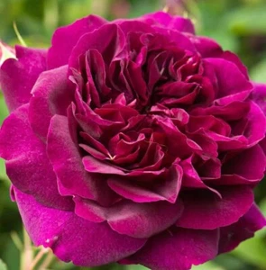 Darcey Bussel rose, live tree plant - Picture 1 of 2