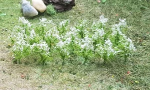 MP SCENERY 32 Cow Parsley N Gauge 1/4" Tall Flower Plants Railroad Farm Layout - Picture 1 of 5