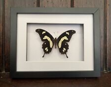 Real Hesperus Swallowtail butterfly in a black and white Shadow Box Frame