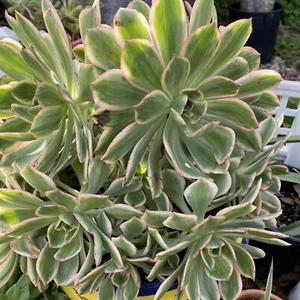 Aeonium Sunburst Succulent Plant Lot of 2 Cuttings 4-6” - Picture 1 of 3