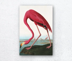 Vintage Pink Flamingo Bird Fine Art Giclee Canvas Print by John James Audubon  - Picture 1 of 1