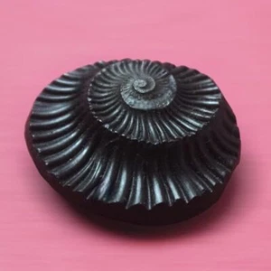 Sudarshan Shaligram 1 pulgada | Nepal Gandaki River Saligram (piedra preciosa negra) - Imagen 1 de 3