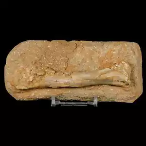 4.2" Pterosaur Tethydraco Regalis Fossil Bone Upper Cretaceous Morocco COA Stand - Picture 1 of 7