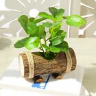 Exquisite Design Artificial Potted Plant Wooden Basin Simulated Green Bonsai