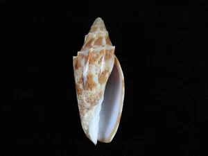 Sea Shell Cymbiola cracenta 58 mm ID#9479 - Imagen 1 de 3