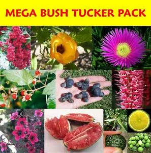 LARGE NATIVE BUSH TUCKER PLANT PACK-9 X PLANTS-BUSH FOOD-RARE FRUIT TREE PACK - Picture 1 of 15