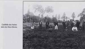 1998  --  CUEILLETTE DES FRAISES DANS LES DEUX SEVRES AVANT GUERRE   3E546 - Picture 1 of 1